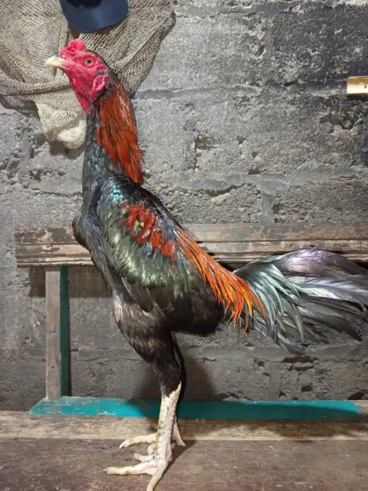 AYAM BANGKOK BRAKOT BRUTAL