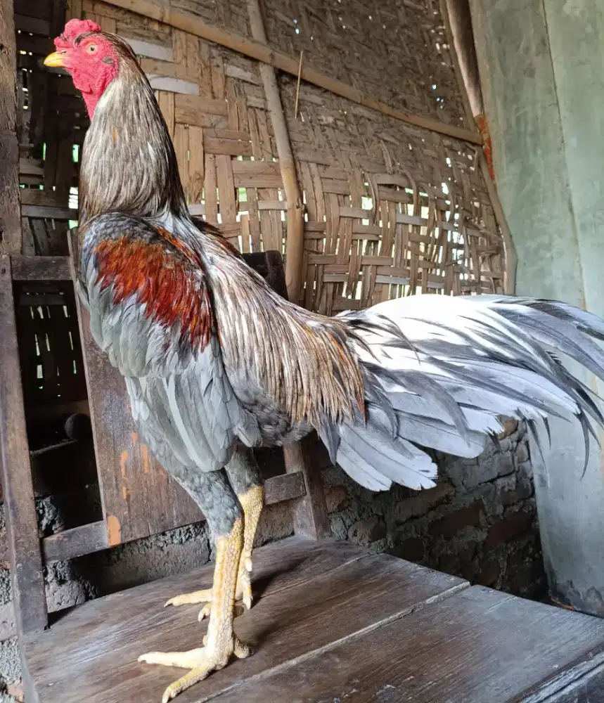 AYAM BANGKOK KHOYNGON