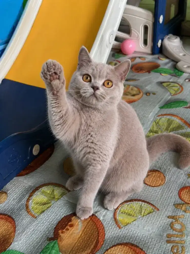DIJUAL Kucing BSH British Shorthair Grey (Blue) – Super Gemoy & Sehat