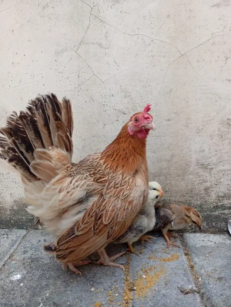 AYAM KATE + 3 EKOR ANAK