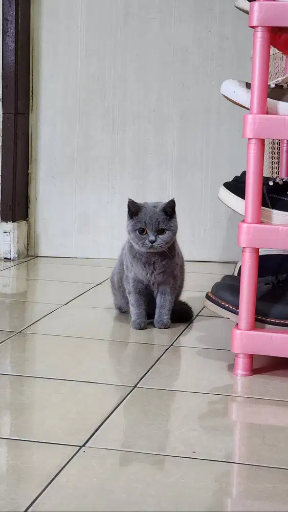 British Shorthair / BSH