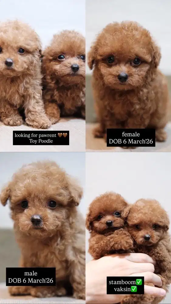 Toy Poodle Stamboom Vaksin