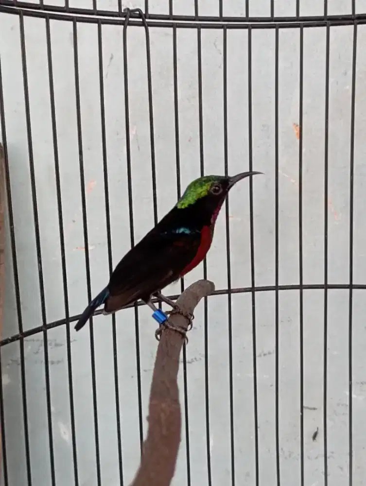 Burung ko nin da cok ring gacor masteran kacer