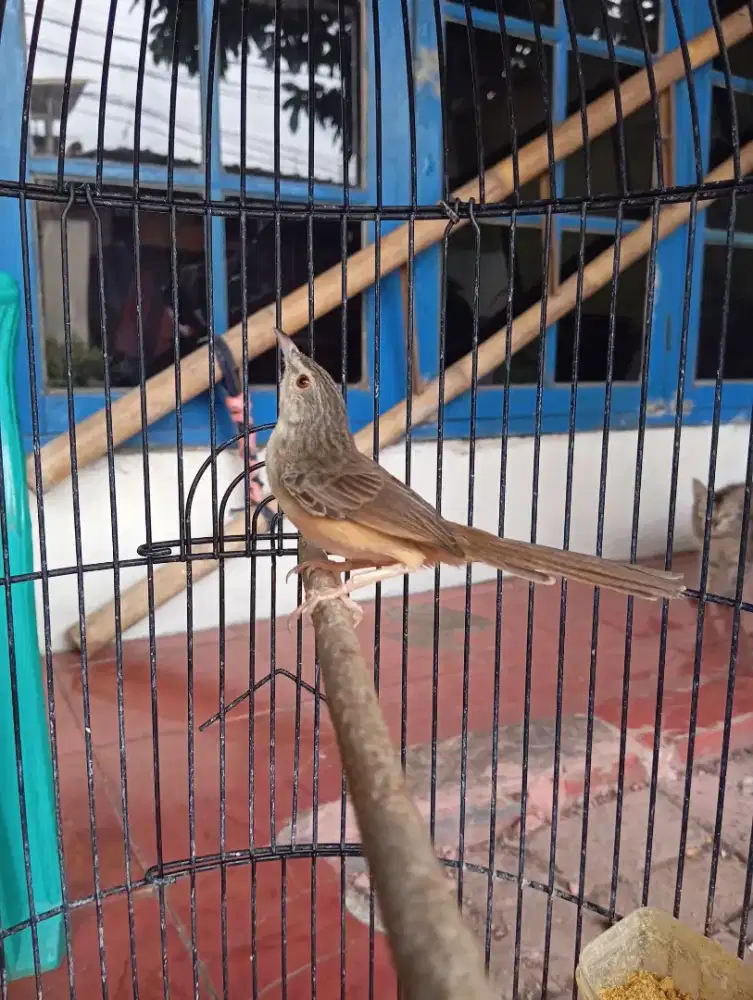 CIGUN /CIBLEK GUNUNG RAWATAN fulset