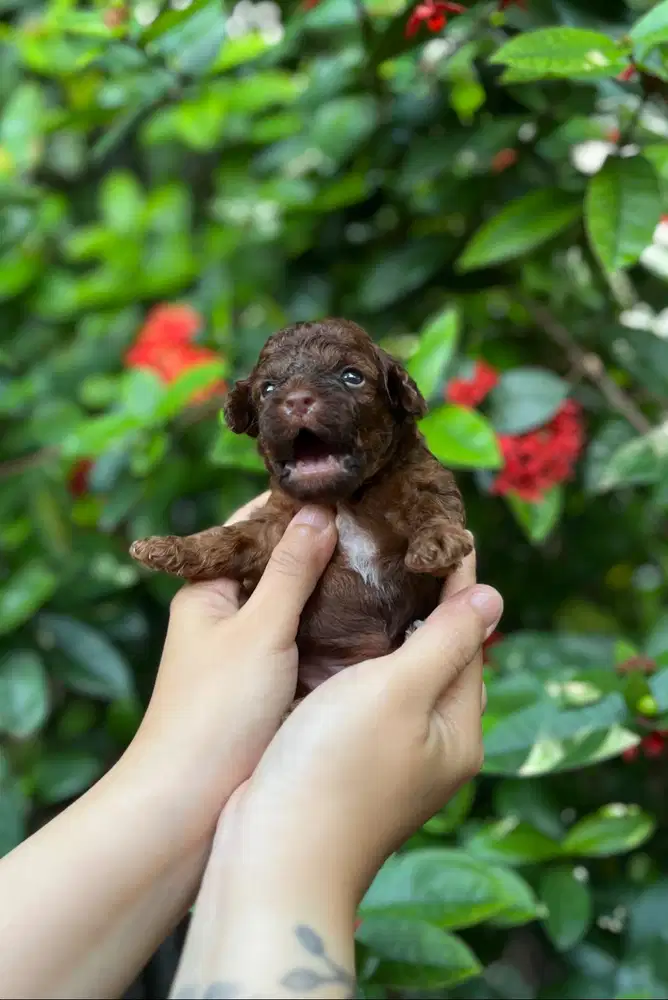 Open booking anjing toy poodle