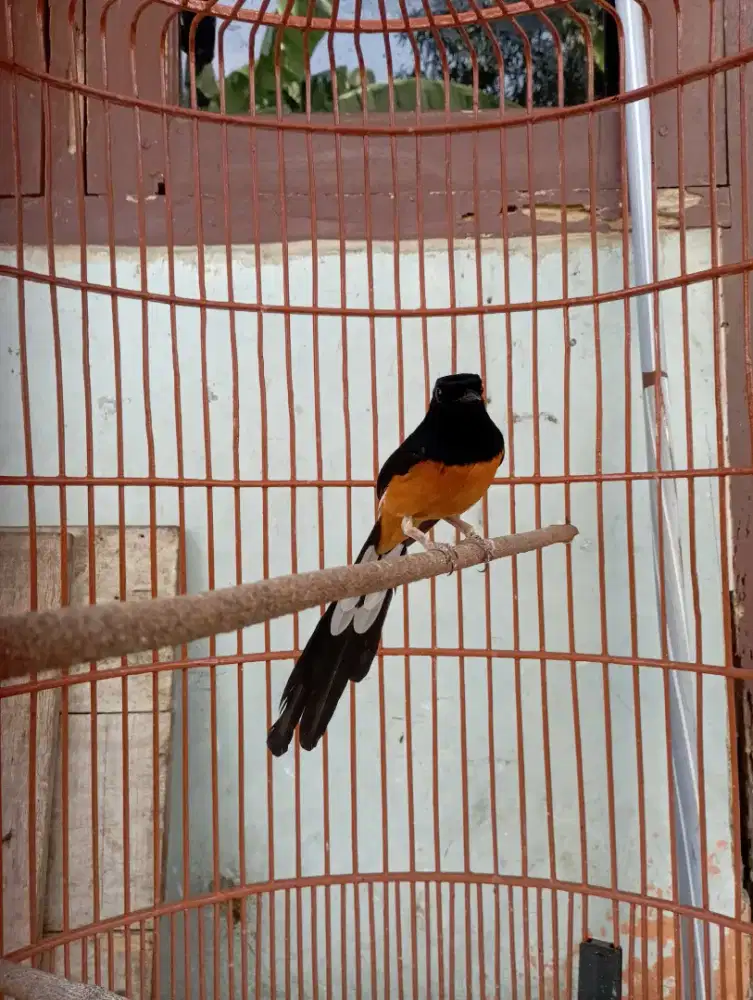 Burung murai mh deker mapan gacor