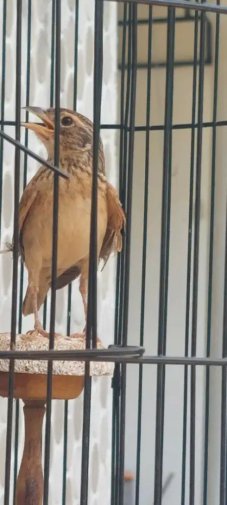 Branjangan Parva Gacor