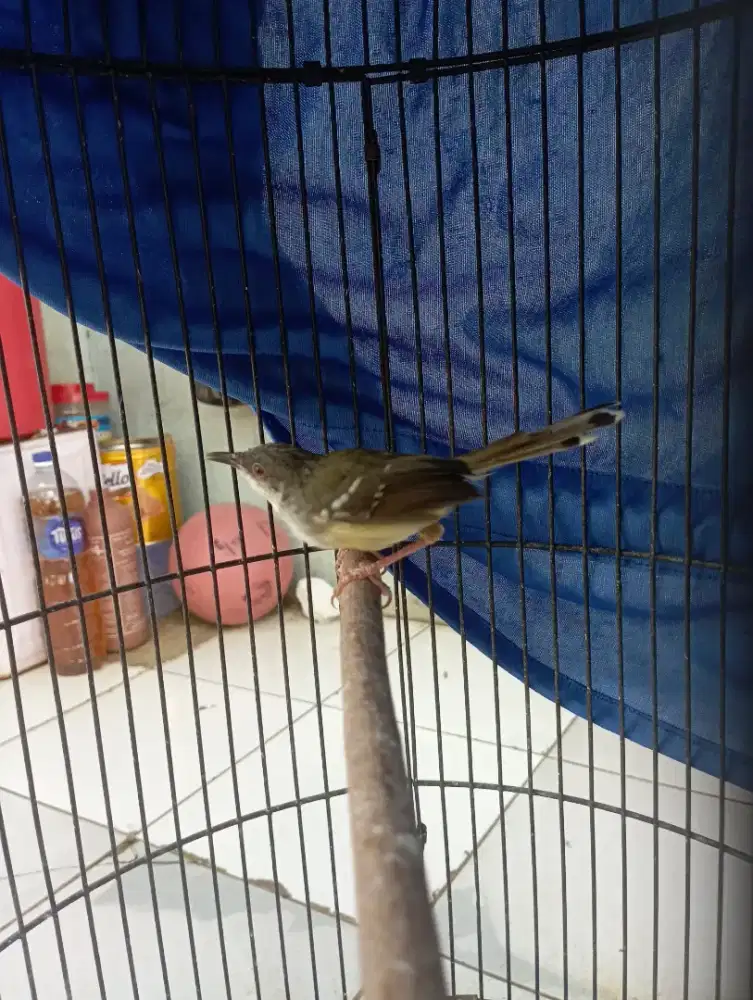 Burung Cisem ciblek semi jantan pur total