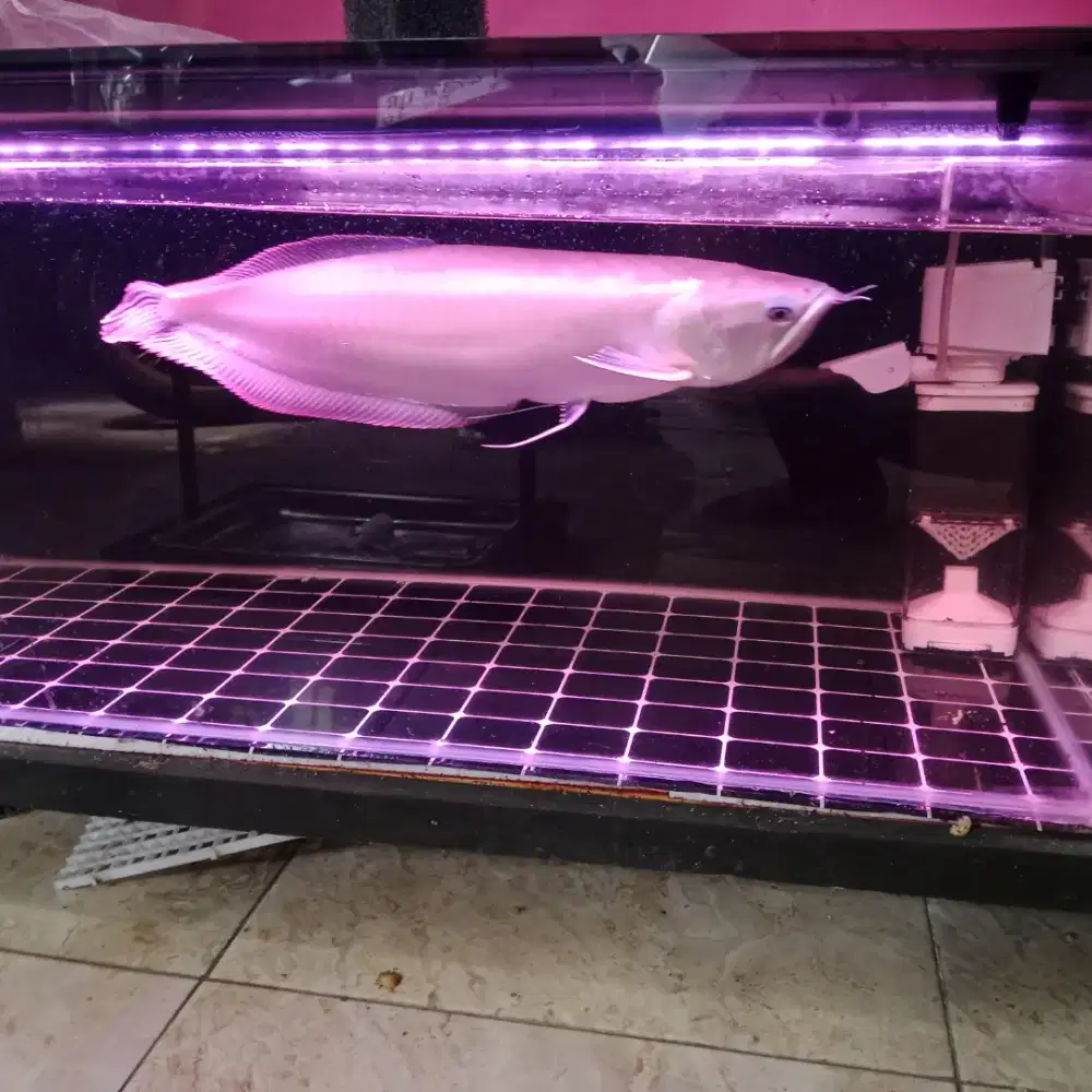 JUAL BU Arwana Silver Red