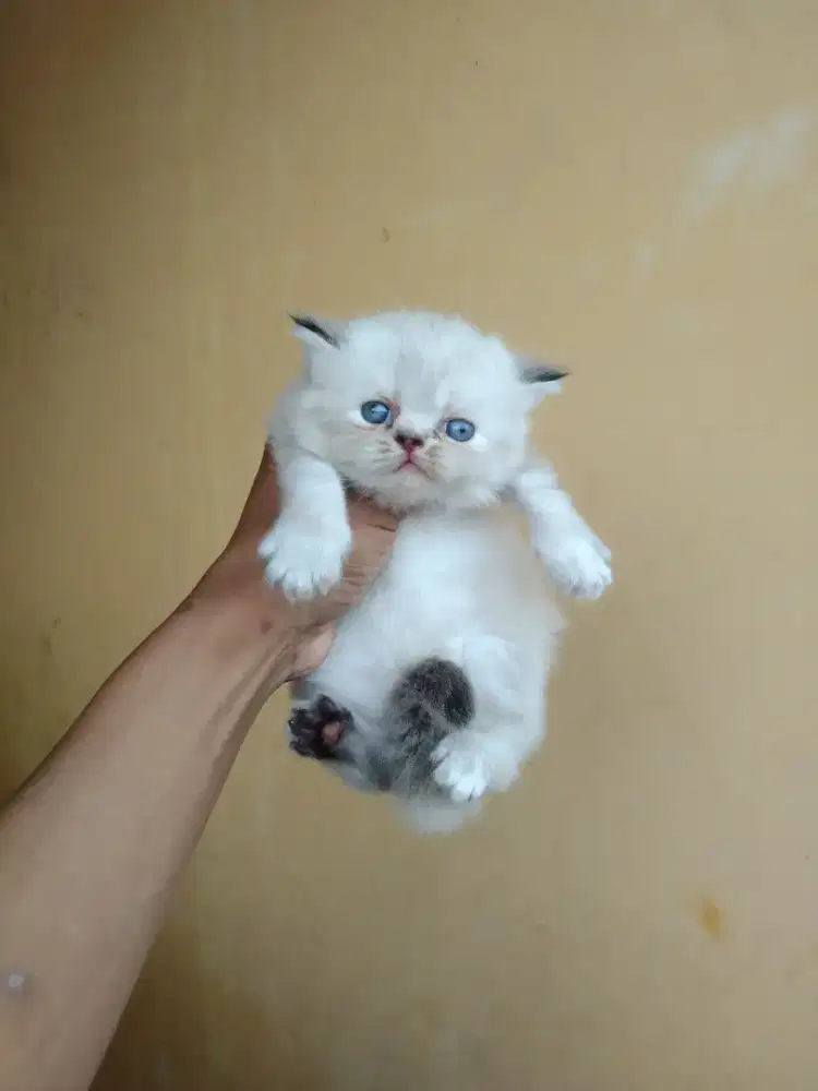 Himalaya mix British usia 1 bulan betina