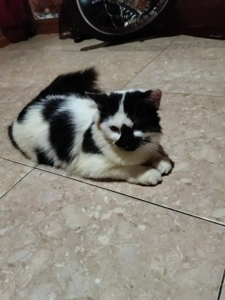 Kucing Anakan persia jantan