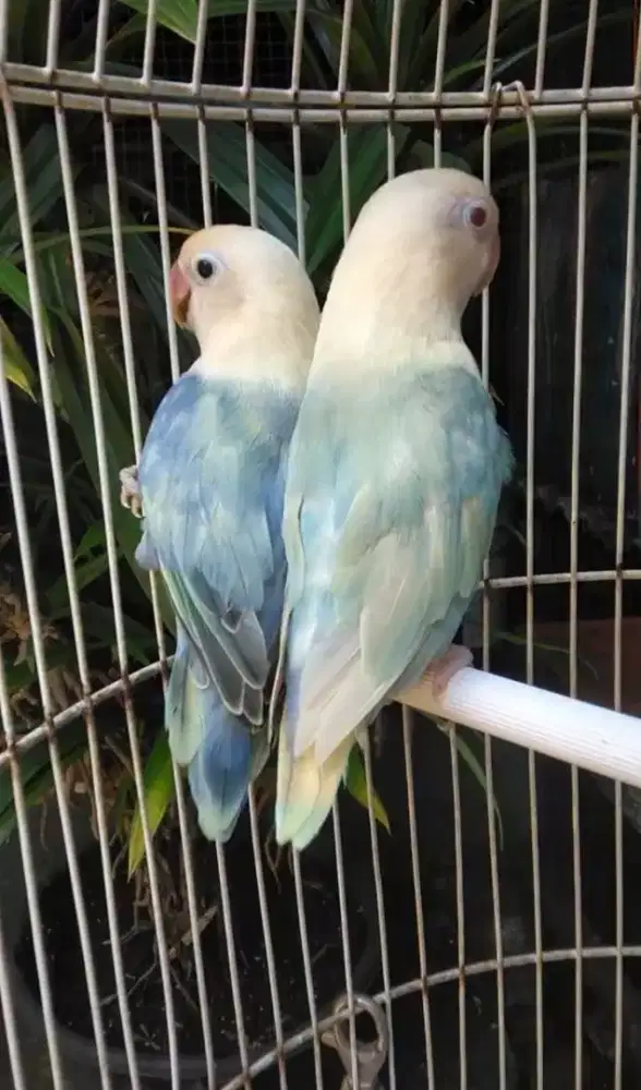 Burung Lovebird dewasa