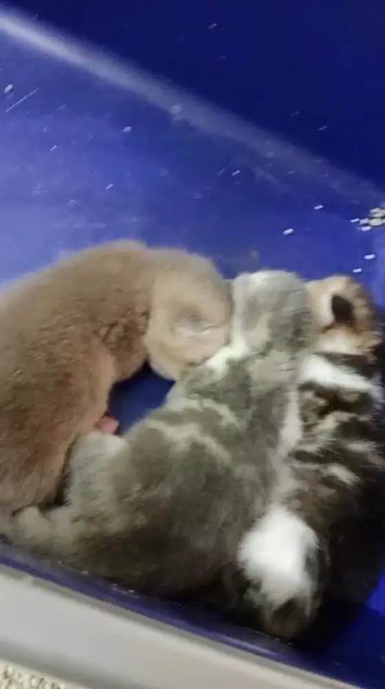 KUCING BSH OPEN ADOPT