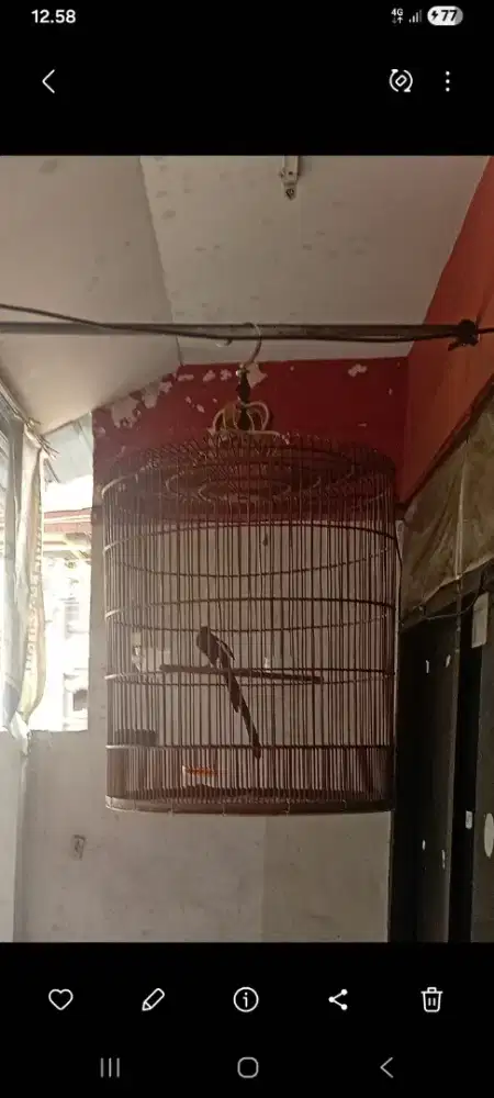 Masih ada Murai ekor panjang gacor sama sangkar foto