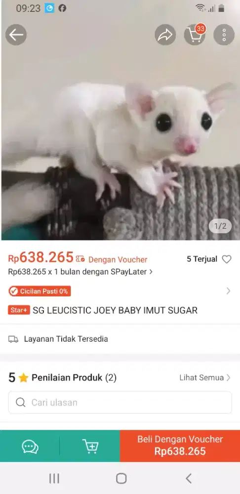Sugar glider LEUKISTIK umur 6bulan