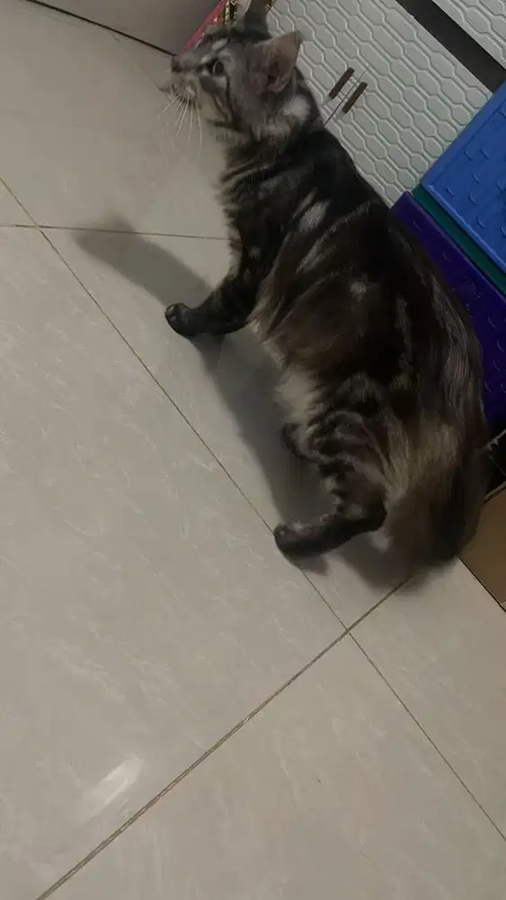 lepas adobt mainecoon