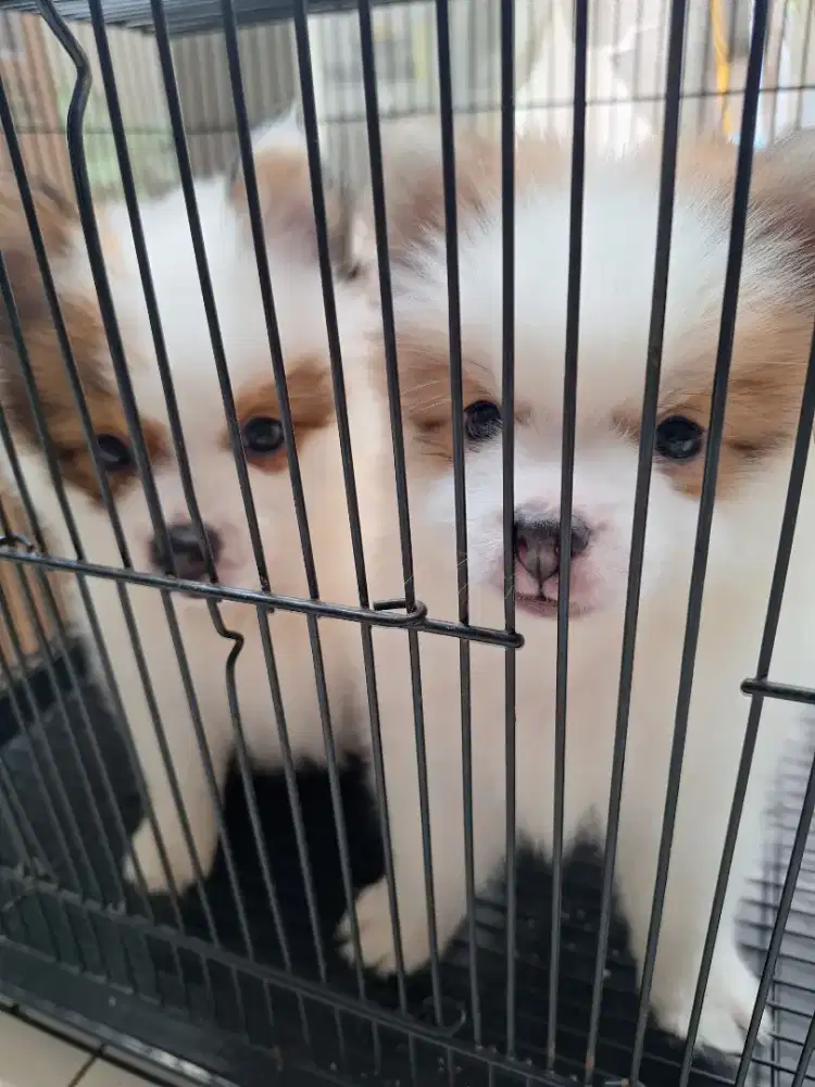 Di jual anakan anjing pom