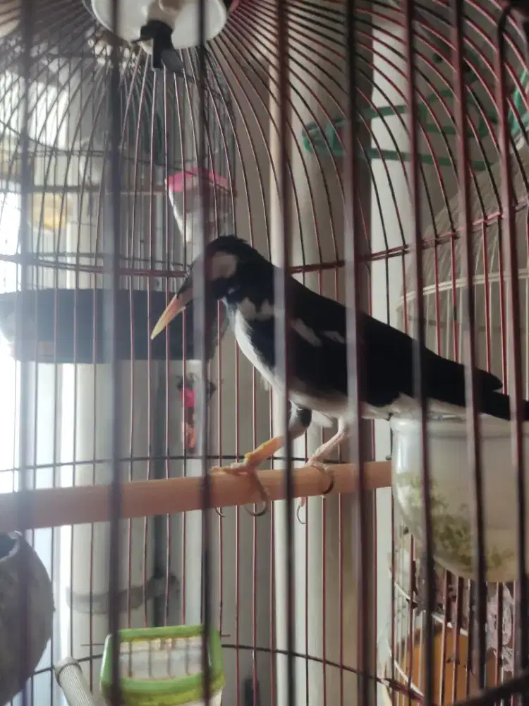 Dijual burung jalak suren gacor