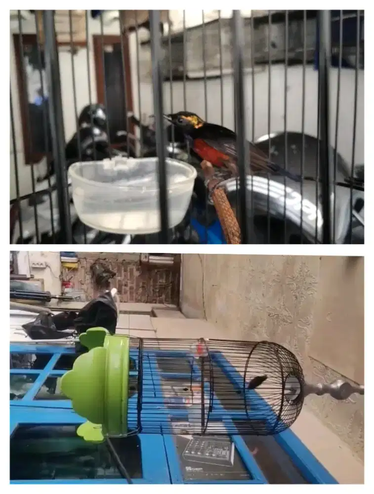 Konin dada merah rawatan gacor pulset