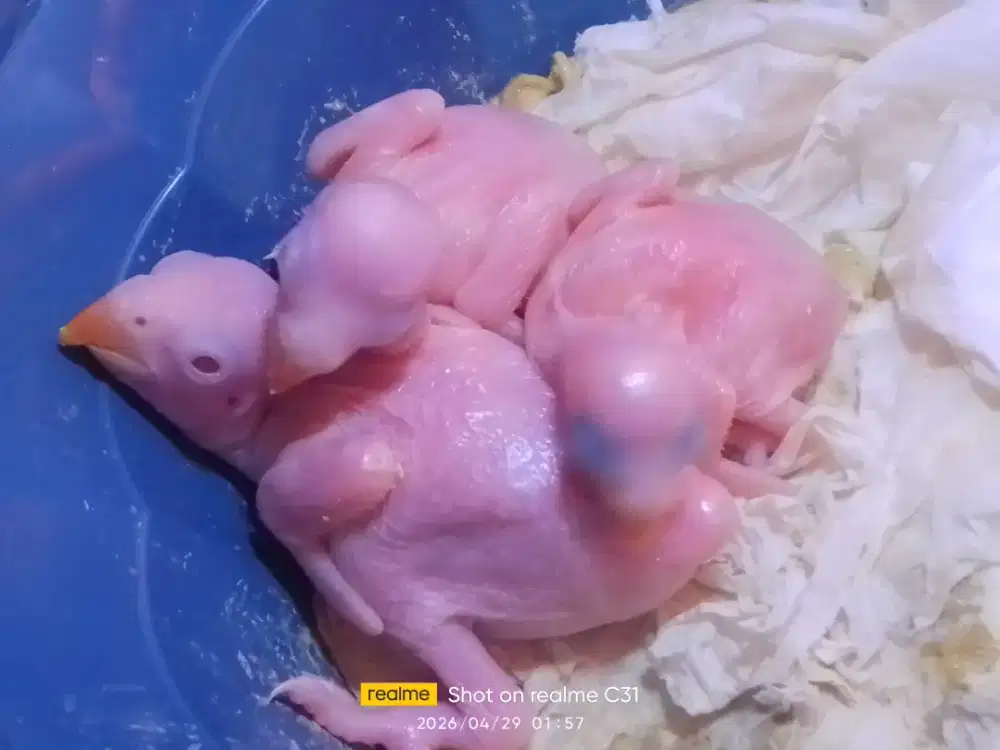 Burung Indian ringneck ( IRN)