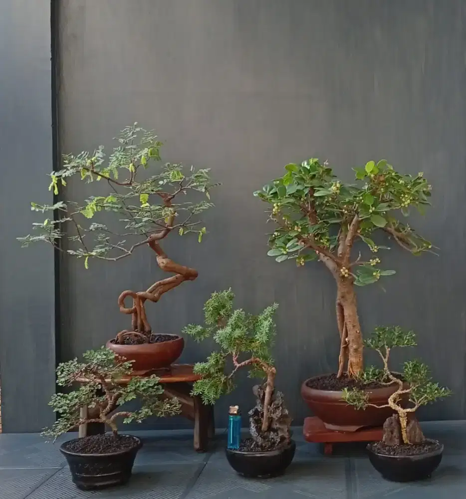 Bonsai hias mini ada 5 pot siap pajang