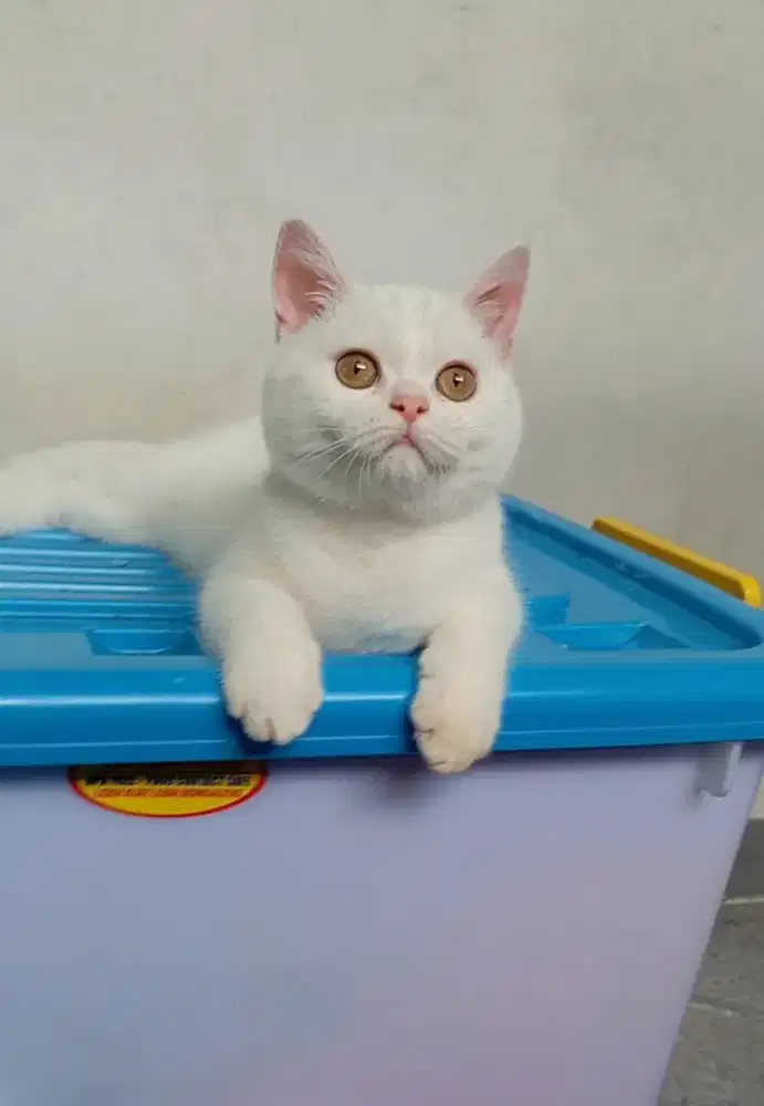BRITISH SHORTHAIR / BSH WHITE