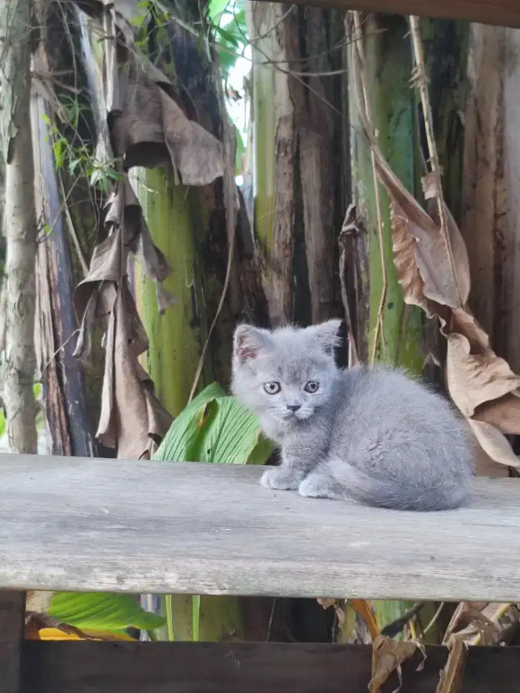 Kucing kitten  jantan