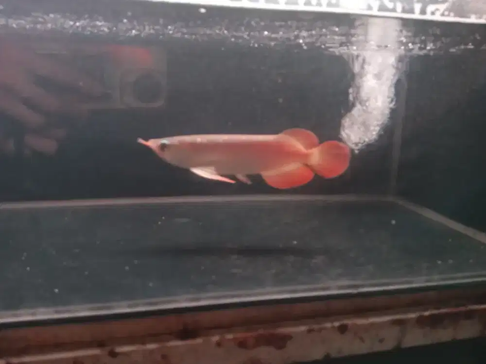 Arwana super red dayung panjang