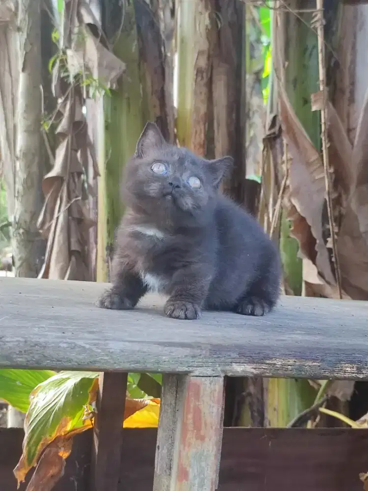 Kucing kitten munckhin
