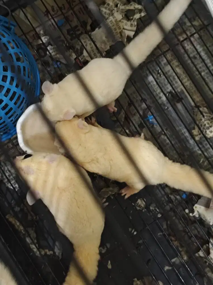 Sg leucistic jtn 2 bln an jinak