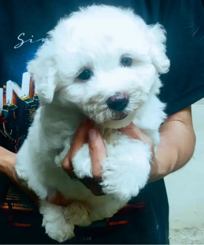 DI JUAL MURAH BICHON FRISE  BETINA STAMBUM VAKSIN KUALITAS BAGUS