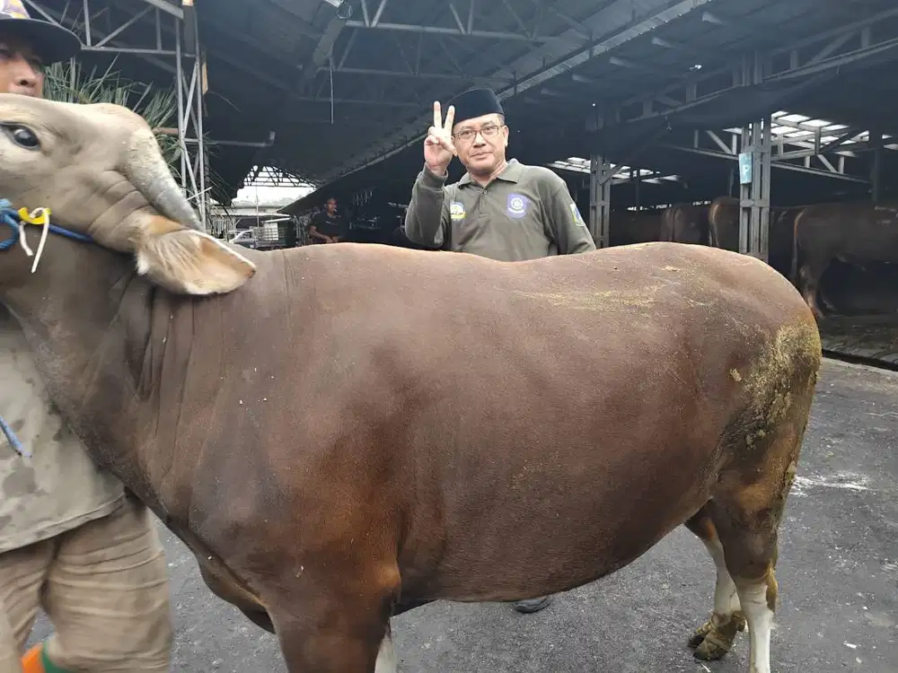 Penyediaan sapi qurban