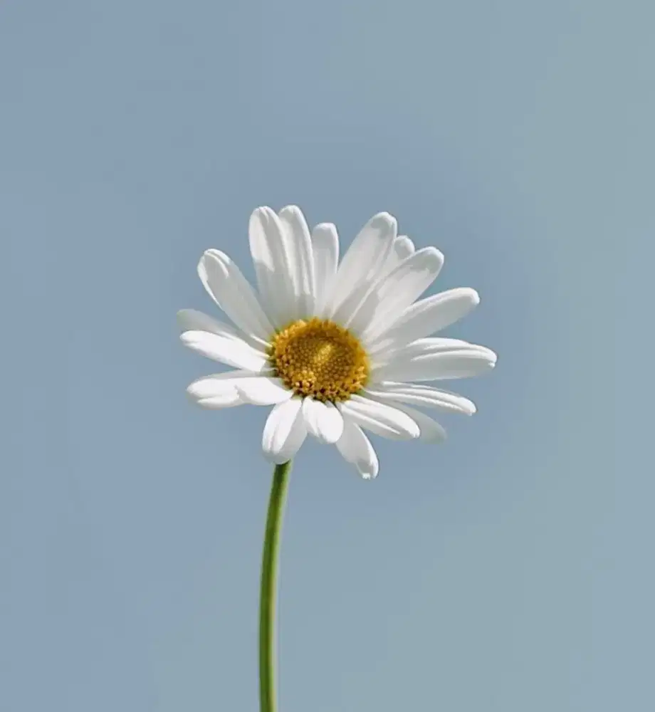 info loker dong bersih bersih yang harian area Depok