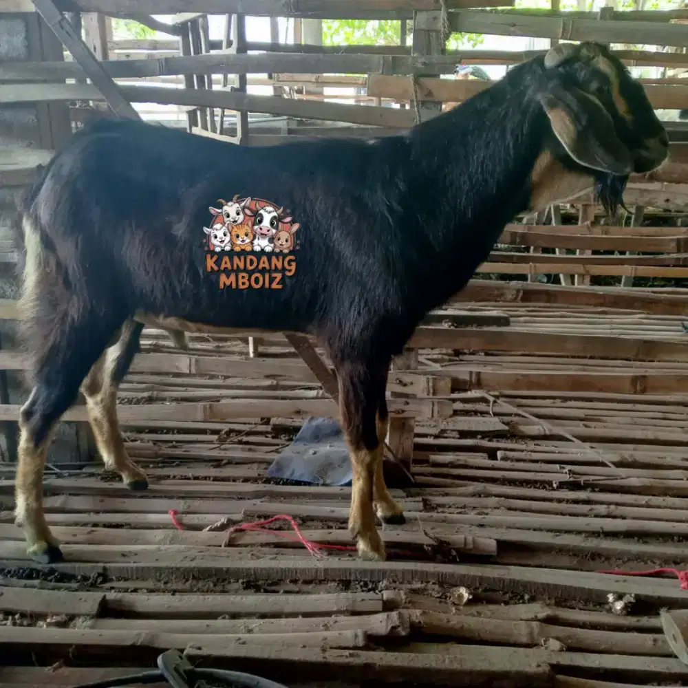 Kambing Qurban type standard
