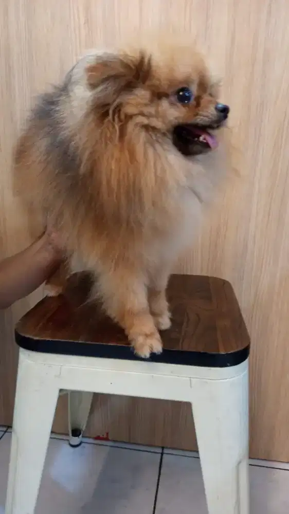 Anjing mini Pomeranian jantan pom jantan kualitas champion