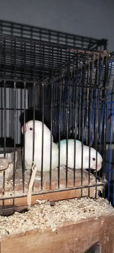 Sepasang siapan produksi albino MH retina merah