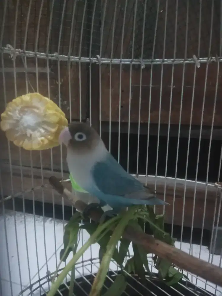 Lovebird pasblue prediksi betina