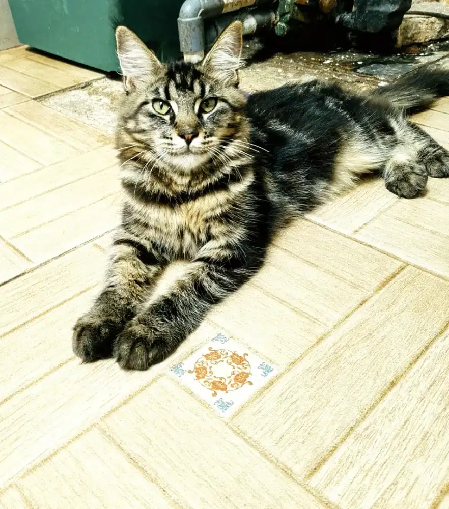 Kitten MaineCoon Betina Pure No mix. Induk ped Cfa MaineCoon