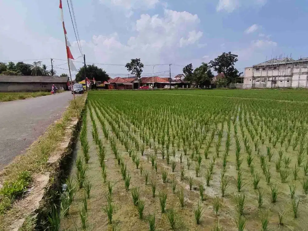 Dijual sawah pinggir jalan sertifikat SHM 6553 M² , arah ke tempat wisata Curug Cigentis pangkalan loji