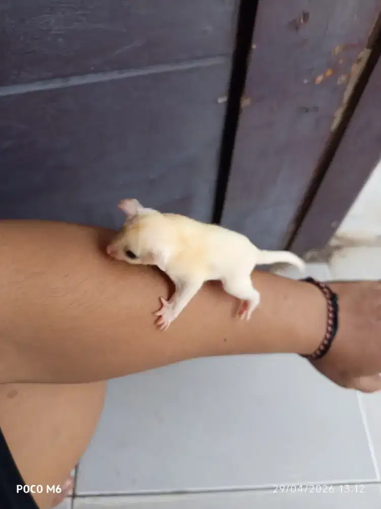 JOY Sugar Glider Leu