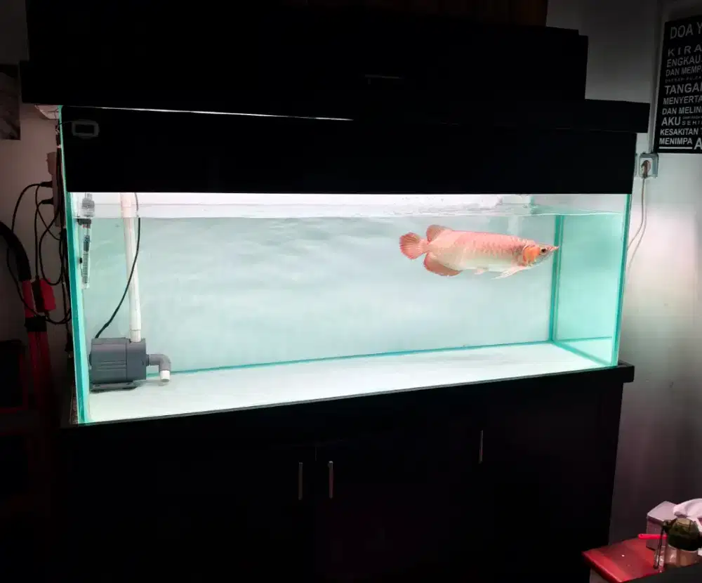 Arwana SR plus aquarium nya