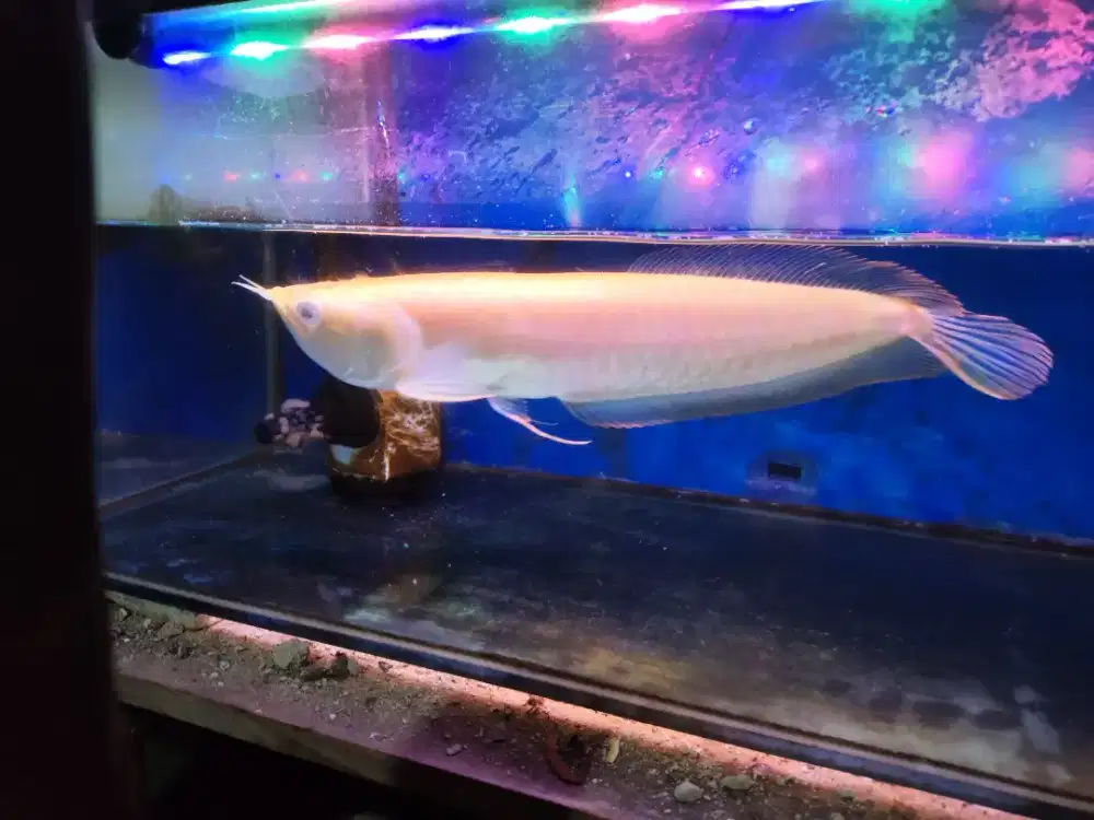 Ikan arwana albino size 23/24