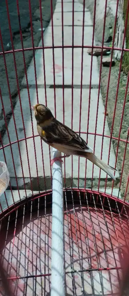Kenari betina plus kandang