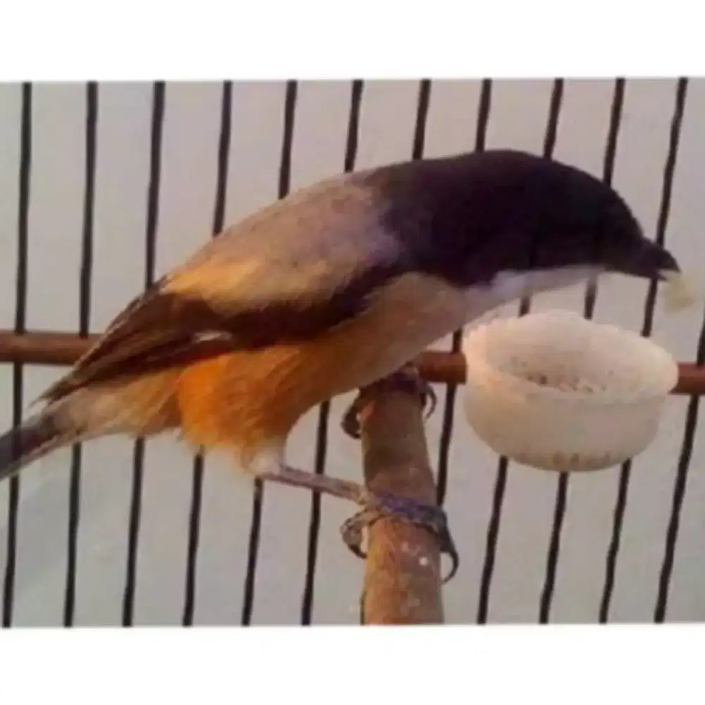 Cendet Kepala Hitam Ekor Bondol Pemakan Serangga.