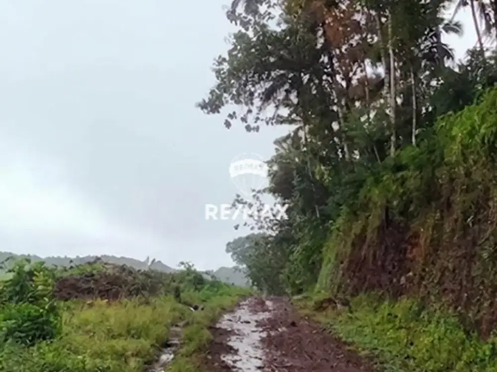 DiJUAL – KEBUN KELAPA Dusun Panggang, Kampung Anyar, Licin – Banyuwangi