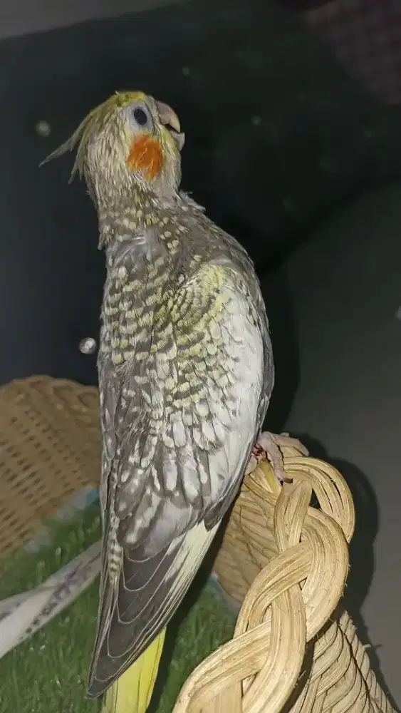 Falk tompel batik jinak