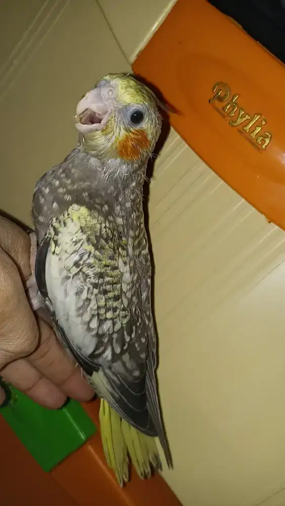 Anakan Falk pearl jinak banget