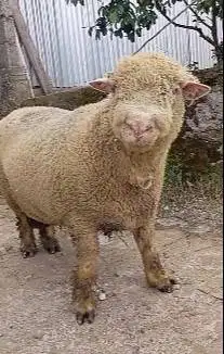 domba merino jantan superan 90kiloUP siap qurban 2026 kelas premium ok