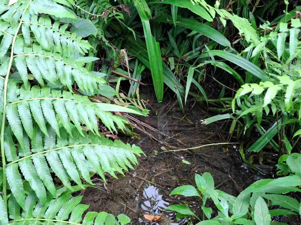 tanah kebun murah berisi sumber mata air jernih