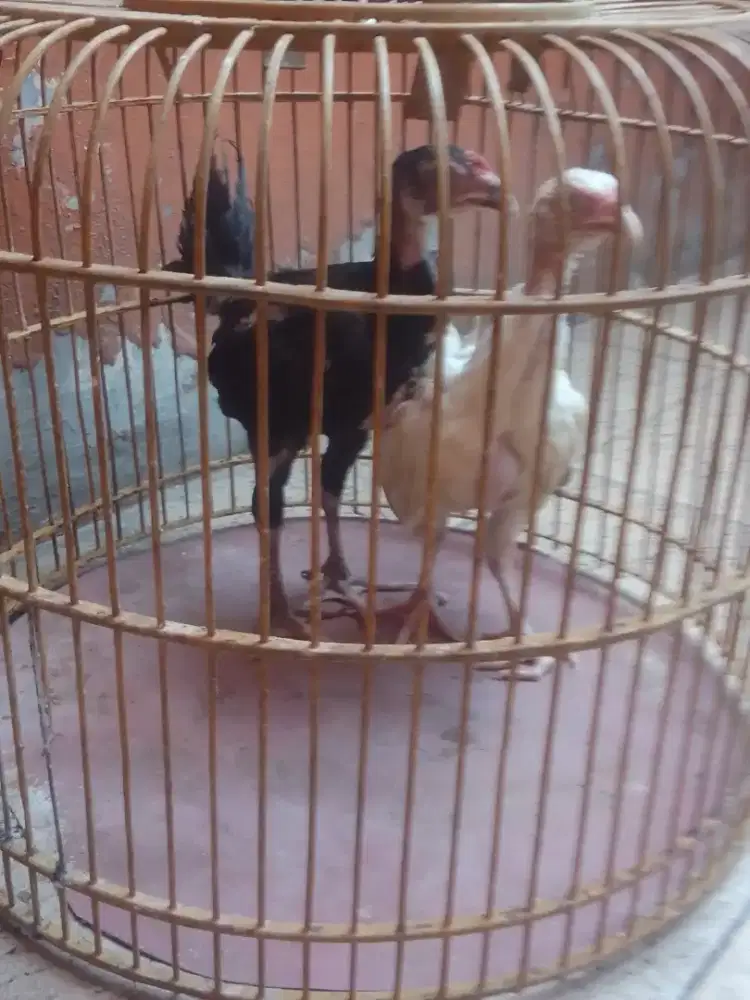 Ayam Bangkok usia 3,5 bln